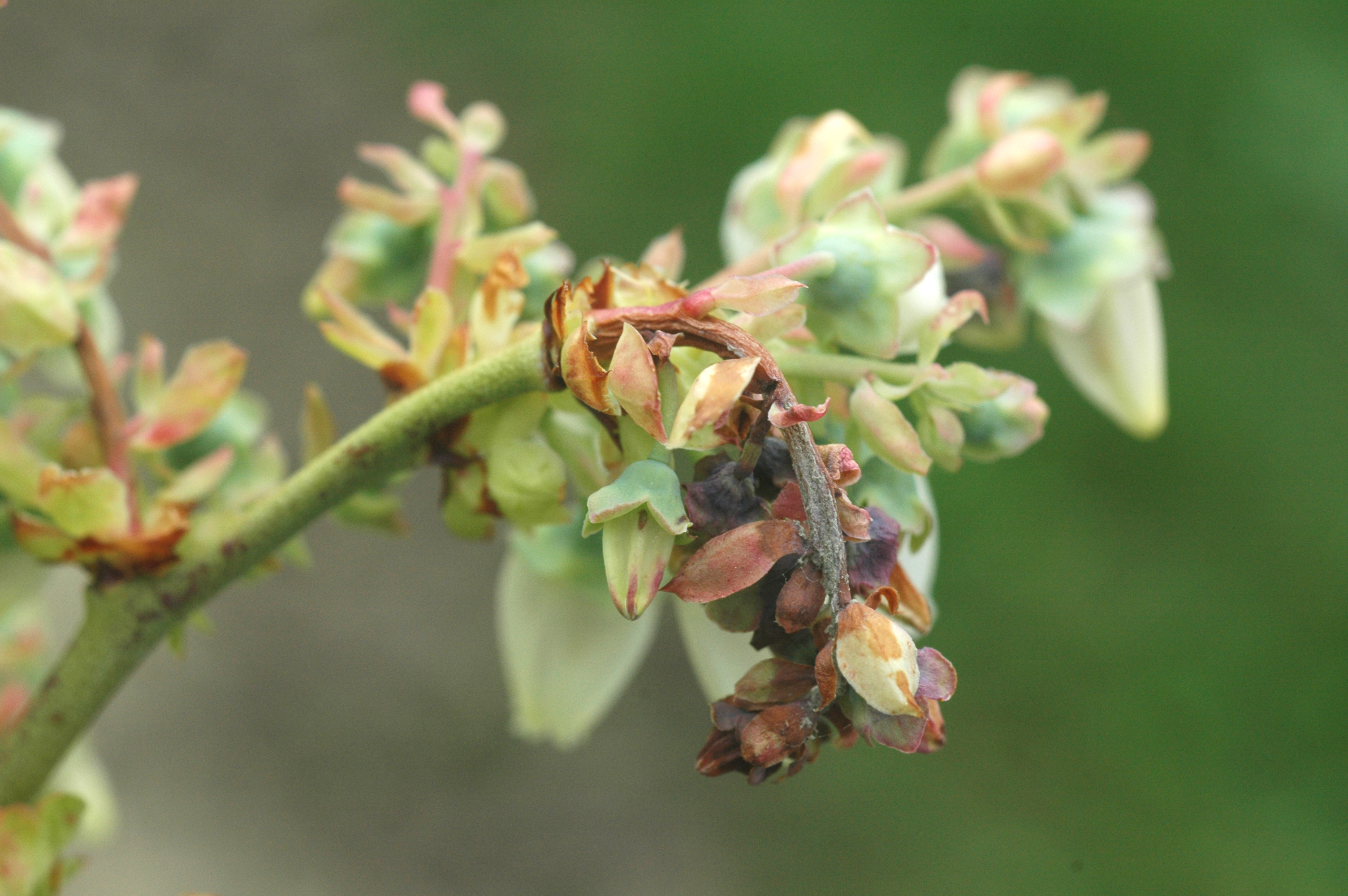 Blueberry (Vaccinium corymbosum)-Mummy Berry | Pacific ...