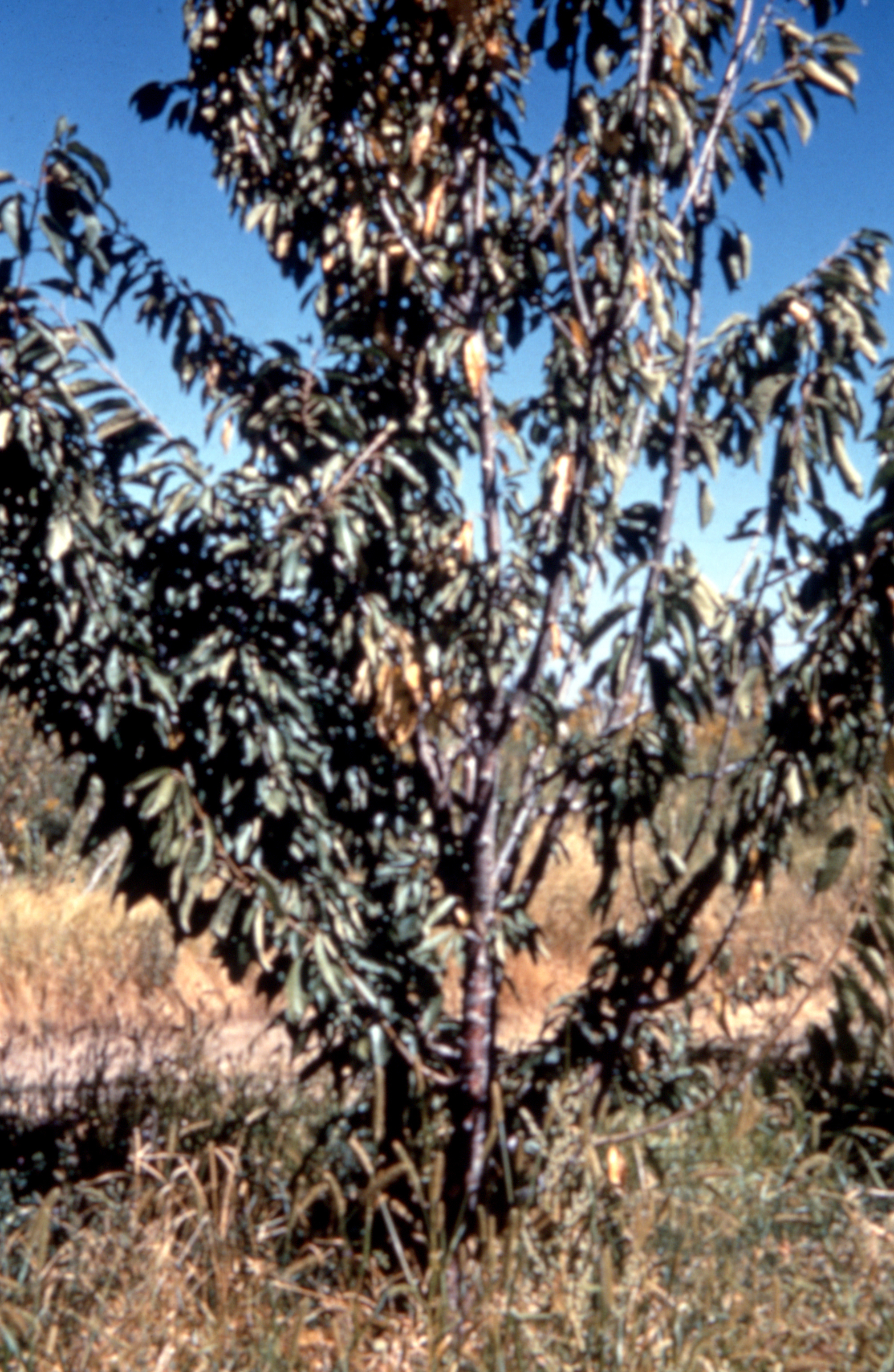 Cherry (Prunus spp.)-Verticillium Wilt | Pacific Northwest Pest