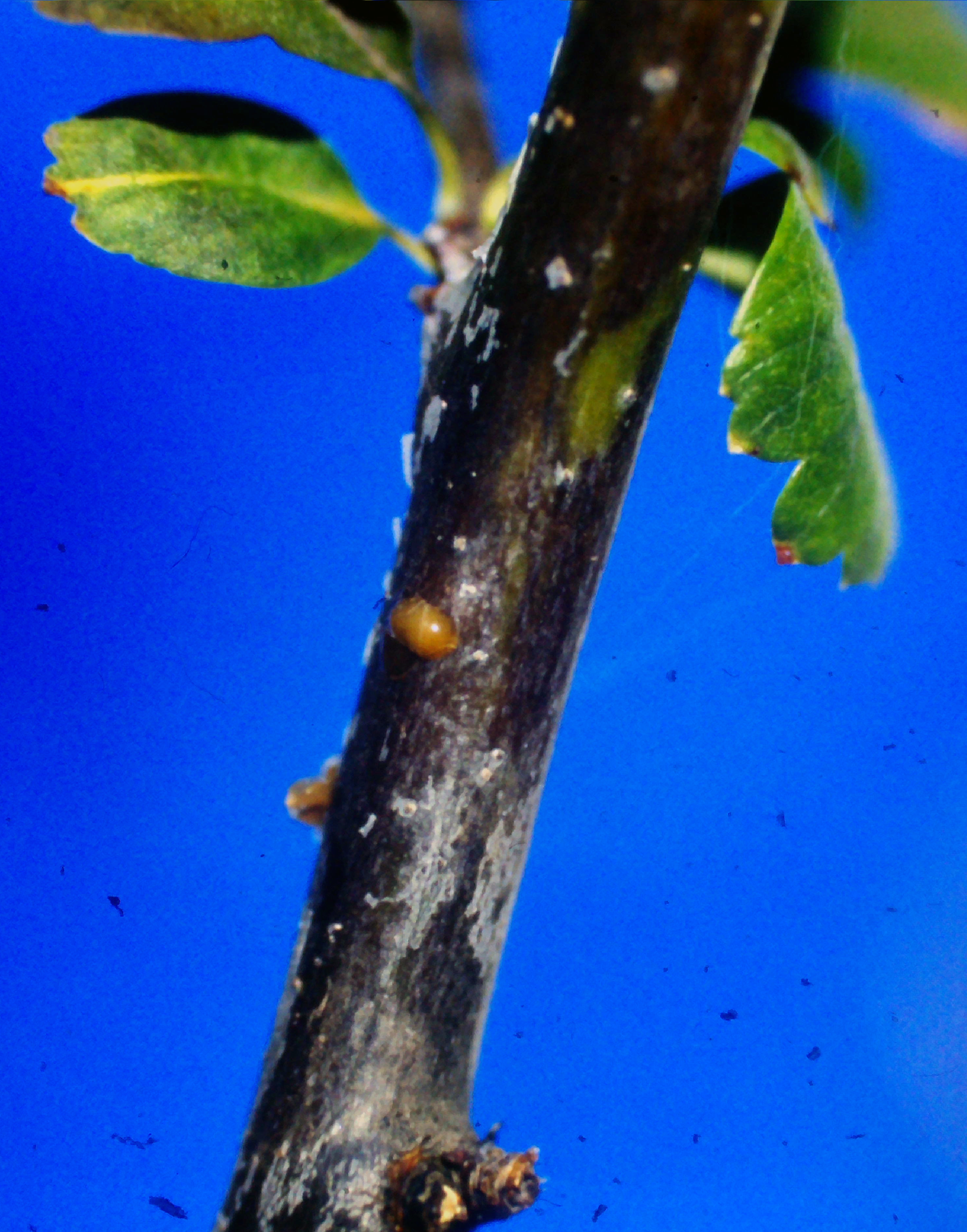 bacterial blight on pear