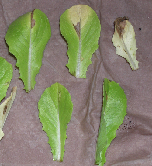 Lettuce (Lactuca sativa)Downy Mildew Pacific Northwest