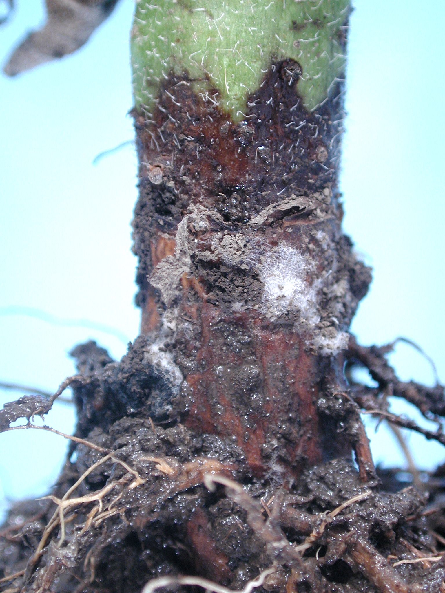 Sunflower (Helianthus spp.)-Sclerotinia Wilt and Head Rot