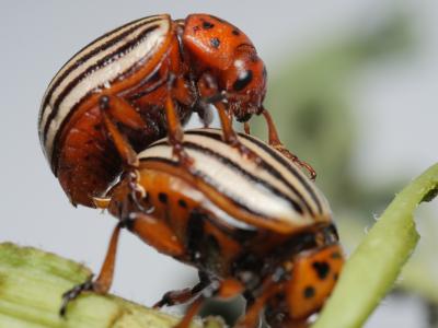Colorado Potato Beetle
