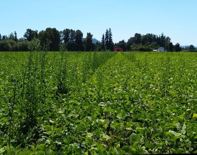 Common lambsquarters (Chenopodium album) 