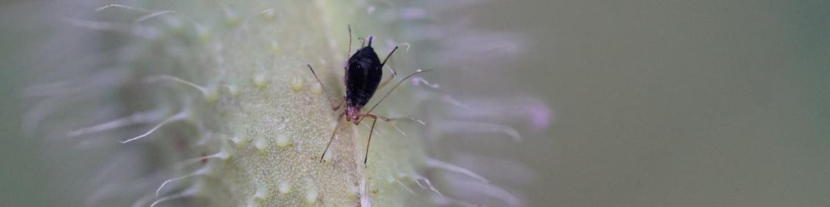 A melon aphid in a pollinator garden 