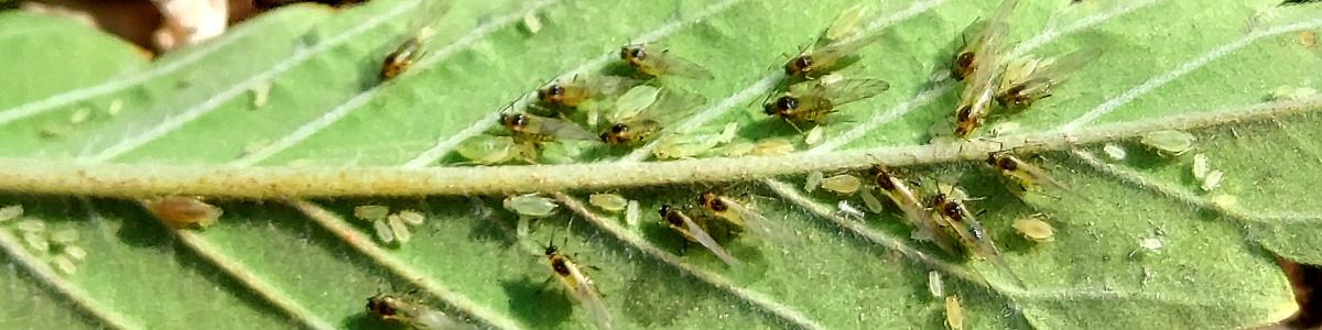 Aphids on hemp leave