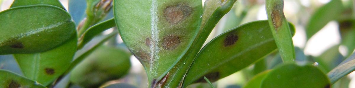 Photo of boxwood blight