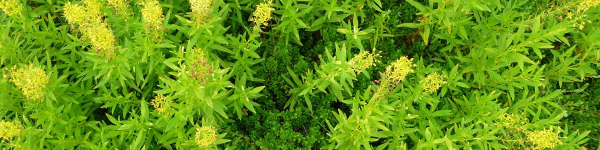 Photo of Yellow loosestrife (Lysimachia terrestris) growing in a cranberry bed. 