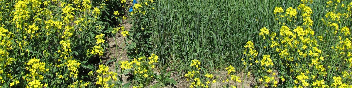 Image of Winter canola controlling feral rye