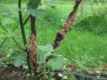 Image related to Blackberry (Rubus spp.)-Crown and Cane Gall