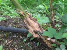 Image related to Blackberry (Rubus spp.)-Crown and Cane Gall