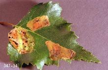 Image related to Alder (Alnus)-Leafminer