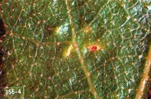 Image related to Alder (Alnus)-Leafminer