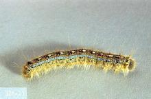 Image related to Alder (Alnus)-Tent caterpillar