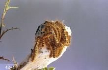 Image related to Alder (Alnus)-Western tent caterpillar