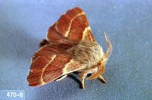 Image related to Alder (Alnus)-Western tent caterpillar