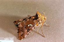 Image related to Alfalfa hay-Alfalfa and/or cabbage looper