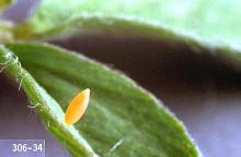 Photo of Alfalfa caterpillar