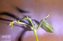 Image related to Alfalfa hay-Alfalfa caterpillar