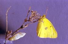 Image related to Alfalfa hay-Alfalfa caterpillar