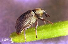 Image related to Alfalfa hay-Alfalfa weevil