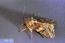 Image related to Alfalfa hay-Armyworm