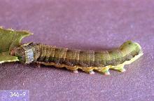 Image related to Alfalfa hay-Armyworm