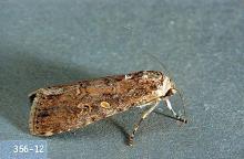 Image related to Alfalfa hay-Armyworm