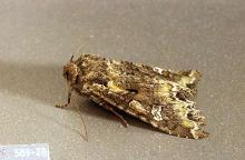 Image related to Alfalfa hay-Armyworm