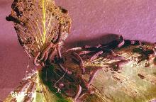 Image related to Alfalfa hay-Armyworm