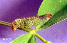 Image related to Alfalfa hay-Clover leaf weevil