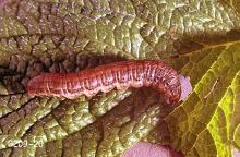 Image related to Alfalfa hay-Cutworm