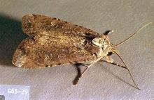 Image related to Alfalfa hay-Cutworm