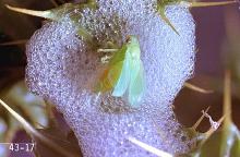 Image related to Alfalfa hay-Meadow spittlebug