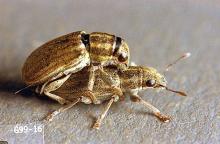 Image related to Alfalfa hay-Pea leaf weevil