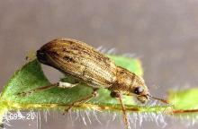 Image related to Alfalfa hay-Pea leaf weevil