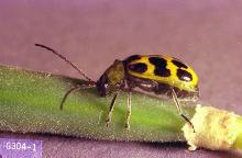 Image related to Alfalfa hay-Western spotted cucumber beetle