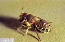 Image related to Alfalfa Leafcutting Bee (Megachile rotunda) Pests