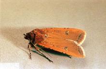 Image related to Alfalfa seed-Cutworm