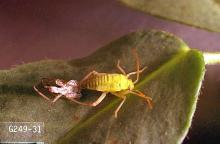 Image related to Alfalfa seed-Lygus bug