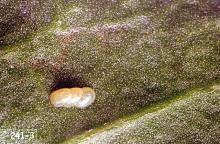 Image related to Alfalfa seed-Webworm