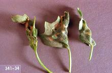 Image related to Alfalfa seed-Webworm