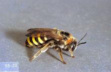 Image related to Alkali Bee (Nomia melanderi) Pests