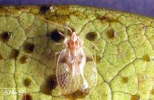 Image related to Andromeda (Pieris japonica)-Azalea and rhododendron lace bug