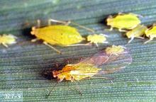 Image related to Apple-Aphid