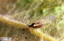 Image related to Apple-Aphid