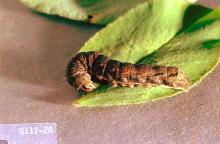 Image related to Apple-Armyworm