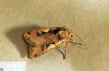 Image related to Apple-Armyworm