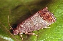 Image related to Apple-Codling moth