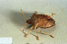 Image related to Apple-Stink bug