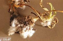 Image related to Apple-Woolly apple aphid